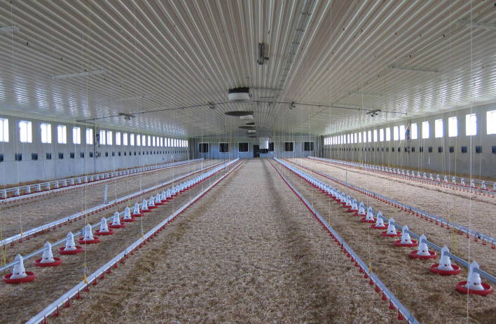 Poultry Houses Wolf System, Poultry House Ceiling Material