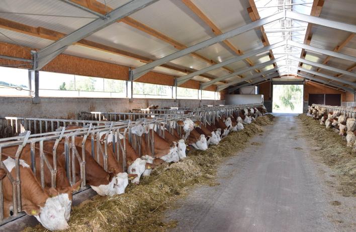Bull Barns Cattle Barns Dairy Barns Wolf System