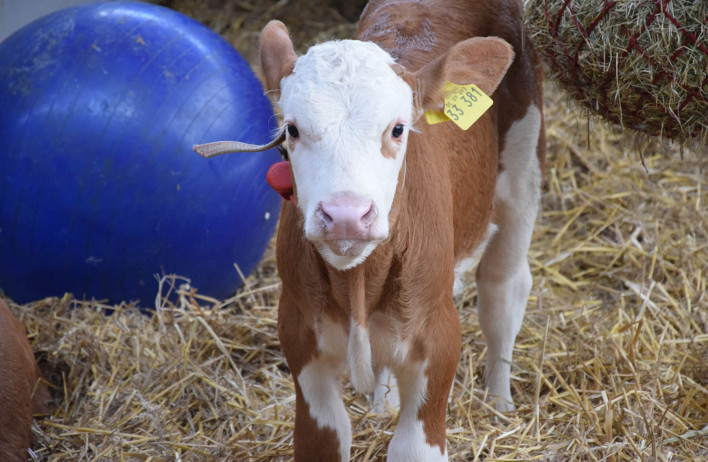 Calf Barns - WOLF Systembau