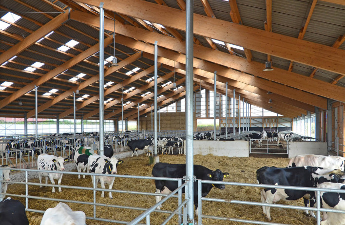 Dairy Barns - Cattle barns - WOLF System